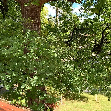 Padme ホームステイ *