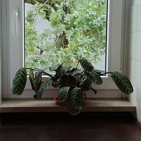 Padme ホームステイ